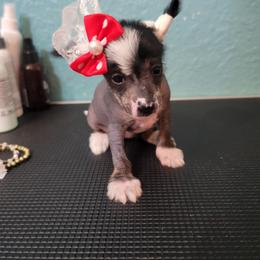 Chinese Crested Puppies from Crestie Charm Cottage