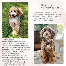 Goldendoodle puppies from Cherry Lane Farm Doodles