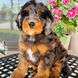 Abraham - Blue merle male Bernedoodle puppy in Bowling Green, Ohio from FDF Pyredoodles & Bernedoodles