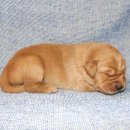 Sebastian - Golden male Golden Retriever puppy in New Weston, Ohio from Bertke AKC Golden Retrievers and Bernese Mountain Dogs