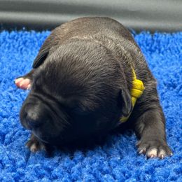 YELLOW - Black female American Bully puppy in Union County, North Carolina from XLRG BULLIES