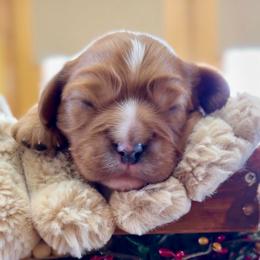 Jax - Ruby male Cavalier King Charles Spaniel puppy in El Dorado Springs, Missouri from Cavish's Missouri Cavaliers, Cavapoos, and Miniature Poodles
