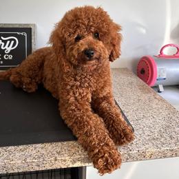 Maple - Poodle