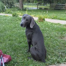 Sir, Mr. Sir, Jackson - Weimaraner
