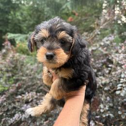 Amber - Black and gold female Yorkipoo puppy in Henderson, North Carolina from Dorans Danes and Doodles