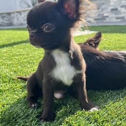 Chihuahua Puppies from Amy Le