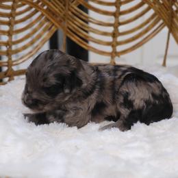 Girl 2 - Blue merle female Aussiedoodle puppy in Pomona, California from Socal Aussiedoodles