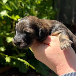 Boy 2 - Red male Dachshund puppy in Santa Rosa, California from Signature Mini Dachshunds