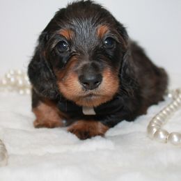 Milo - Chocolate and tan male Dachshund puppy in Collins, Georgia from Liberty Longhair Dachshunds