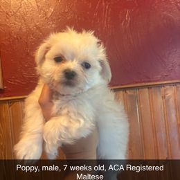 Poppy - White male Maltese puppy in Prague, Oklahoma from Playful Paws Maltese and Maltipoos