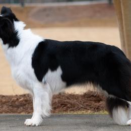 Border Collies from Cloudland bordercollie
