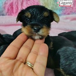 Steve Rogers - Black and tan male Yorkshire Terrier puppy in California from Corazon de gigante