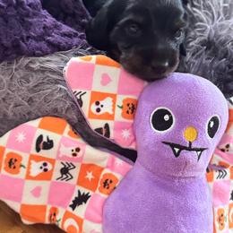 Baby 2 - Black male Dachshund puppy in Pittsboro, North Carolina from Hannau Doxies