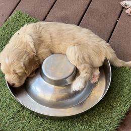 Australian Labradoodle Puppies from Red Rock Doodles