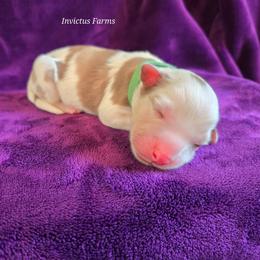 JABA - Red merle male Australian Shepherd puppy in Smithfield, Utah from Invictus Farms