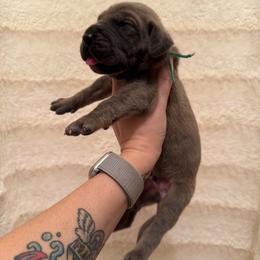 Buzz - Brindle male Great Dane puppy in Jerusalem, Arkansas from Mara Danes