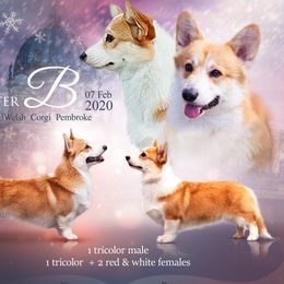 Knopik - Pembroke Welsh Corgi