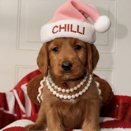 Chilli - Red female Labradoodle puppy in Beecher, Illinois from Erica’s Doodles