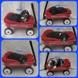Bernedoodle Puppies from Foothills Family Doodles