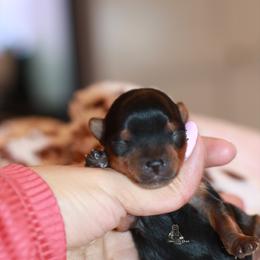 Yorkshire Terrier Puppies from Essence of Grace Yorkies