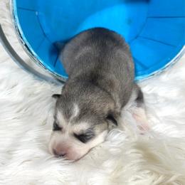Lynx - Gray and white male Siberian Husky puppy in Collins, Iowa from Homegrown Huskies