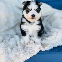 Bubbles - Black and white male Pomsky puppy in Yavapai County, Arizona from Pawsh Pomskies