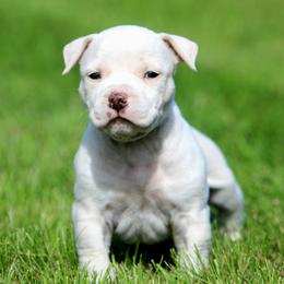 Boy 2 - Fawn male American Staffordshire Terrier puppy in Kewaskum, Wisconsin from Heritage AmStaffs
