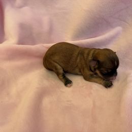 Tita - Gold sable female Havana Silk Dog puppy in Marlboro, Vermont from Maplewood Silks