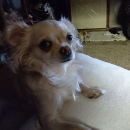 Emma - Chihuahua