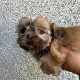 Delilah - Liver and white female Shih Tzu puppy in Bakersfield, California from Little pumpkin Shih Tzu’s