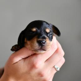 Sophia - Black and cream female Dachshund puppy in Youngstown, Florida from Paradox Dachshunds