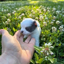 Marshall (Lavendar spotted male) - Silver male Chihuahua puppy in Laurel, Mississippi from Home of Tiny Chihuahuas