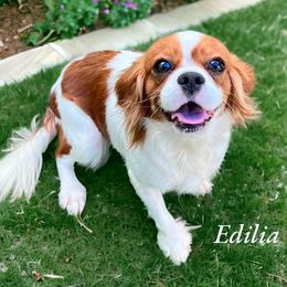 Edilia - Cavalier King Charles Spaniel