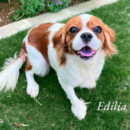 Edilia - Cavalier King Charles Spaniel