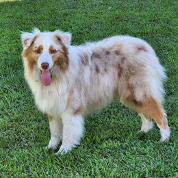 Sailor - Australian Shepherd