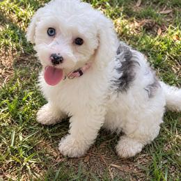Sugar - Cream female Aussiedoodle puppy in Byron, Georgia from Southern Olive Doodles 🫒