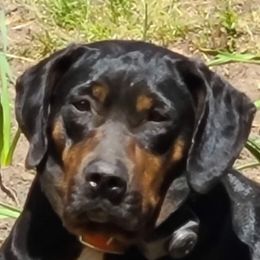 Zoey - Catahoula Leopard Dog