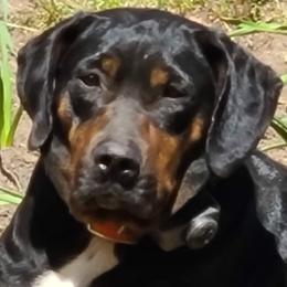 Zoey - Catahoula Leopard Dog