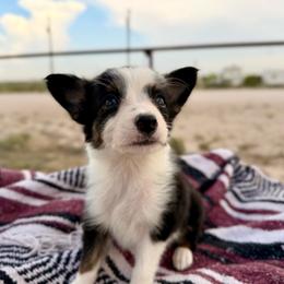 Dare - Tri-color female Border Collie puppy in Odessa, Texas from High Velocity Stockdogs