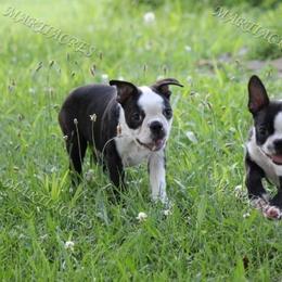 Beagle and Boston Terrier Puppies from Marti Acres ~ Boston Terrier & Beagles