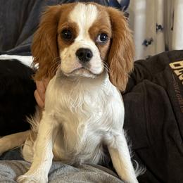 Cavalier King Charles Spaniel Puppies from FairHawk Downs