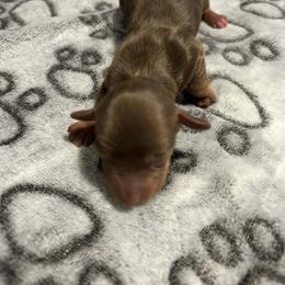 Nesta - Chocolate and tan female Dachshund puppy in Park Hills, Missouri from Ozark Miniature Dachshunds