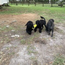 Portuguese Water Dog All Grown Up from Belladonna Farm Portuguese Water Dogs