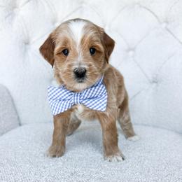 Beetle - Cream male Goldendoodle puppy in Sterling, Illinois from Charley's Goldendoodles