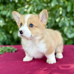 Eddie - White and red male Pembroke Welsh Corgi puppy in Saint Ignatius, Montana from Rustic Barn Kennels