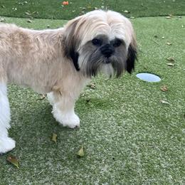 Bucky - Shih Tzu