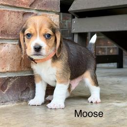 Moose - Black tan and white male Beagle puppy in Mansfield, Missouri from Rippee Creek Kennel