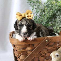 Aurora - White and black female Bordoodle puppy in Ashland, Ohio from Cherry Blossom Doodles