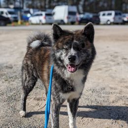 Alec - Japanese Akitainu