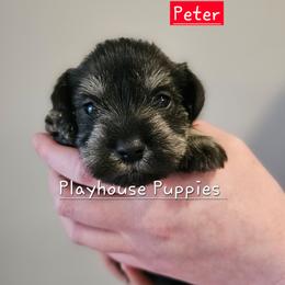 Peter - Salt and pepper male Miniature Schnauzer puppy in Lebanon, Missouri from Playhouse Puppies
